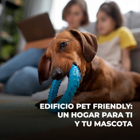 Edificio pet friendly: un hogar para ti y tu mascota